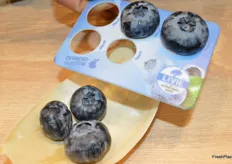 Showing the size of Sekoya blueberries.